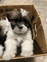 Lhasa Apso Puppies for sale in Bloomfield, CT, USA. price: $1,000