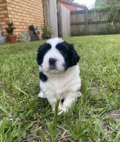 Lhasa Apso Puppies for sale in Caboolture, Queensland. price: $1,200
