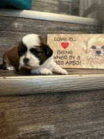 Lhasa Apso Puppies for sale in Altoona, Pennsylvania. price: $1,300