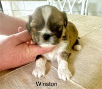 Lhasa Apso Puppies for sale in Jackson, Mississippi. price: $2,000