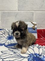 Lhasa Apso Puppies for sale in Altoona, Pennsylvania. price: $1,200