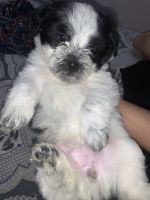 Lhasa Apso Puppies for sale in Near Lifetron Hospital O-101, Awas Vikas Keshav Puram, Kalyanpur, Kanpur, Uttar Pradesh 208019, India. price: 10,000 INR