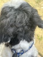 Lhasa Apso Pet for Sale