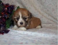 Lhasa Apso Puppies for sale in Los Angeles, CA, USA. price: $500