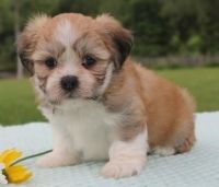 Lhasa Apso Puppies for sale in Alma Center, WI 54611, USA. price: $500