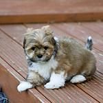 Lhasa Apso Puppies for sale in Auburndale, FL, USA. price: $300