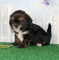 Lhasa Apso Puppies for sale in Seattle, WA, USA. price: $650