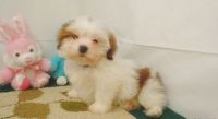 Lhasa Apso Puppies for sale in Charleston, WV, USA. price: $400