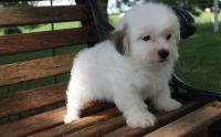 Lhasa Apso Puppies for sale in Austin, TX, USA. price: $500