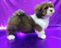 Lhasa Apso Puppies for sale in Houston, TX, USA. price: $400
