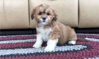 Lhasa Apso Puppies for sale in Los Angeles, CA, USA. price: $500