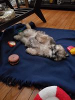 Lhasa Apso Puppies for sale in Elizabeth, NJ, USA. price: $3