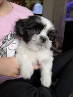 Lhasa Apso Puppies for sale in Texarkana, TX, USA. price: $350