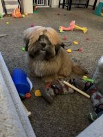 Lhasa Apso Puppies for sale in Brookfield, IL, USA. price: $900