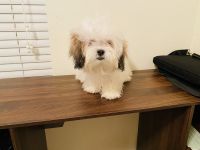 Lhasa Apso Puppies for sale in Raleigh, NC, USA. price: $1,500