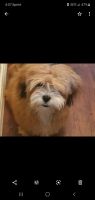 Lhasa Apso Puppies for sale in Dallas, TX, USA. price: $1,000