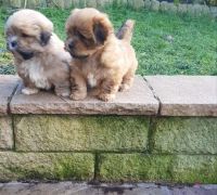 Lhasa Apso Puppies for sale in Dallas, TX, USA. price: $1,300