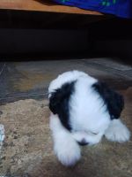 Lhasapoo Puppies for sale in Malakpet, Hyderabad, Telangana 500024, India. price: 8,000 INR