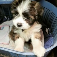Lhasapoo Puppies for sale in Karad, Maharashtra, India. price: 12,000 INR