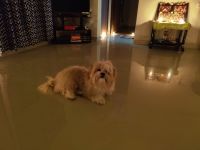Lhasapoo Puppies for sale in Pune, Maharashtra, India. price: 12000 INR