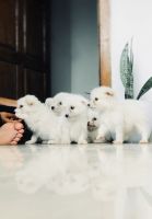 Lhasapoo Puppies Photos