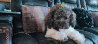 Lhasapoo Puppies for sale in Fort Wayne, Indiana. price: NA