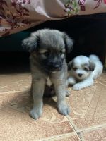 4 pet puppies in lhasa Apso sale