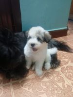 Lhasapoo Puppies for sale in Narasimhan Nagar, Pulianthope, Chennai, Tamil Nadu 600012, India. price: 15,000 INR