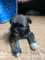 4 pet puppies in lhasa Apso sale