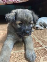 4 pet puppies in lhasa Apso sale