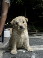 Lhasapoo Puppies for sale in Gollapudi One Center, Gollapudi, Vijayawada, Andhra Pradesh 521225, India. price: 6,500 INR