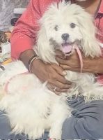Lhasapoo Puppies for sale in 13-6-267/71/B, Kumar Basti, Kanaka Durga Colony, Gudimalkapur, Hyderabad, Telangana 500006, India. price: 30,000 INR