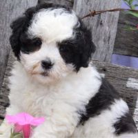 Lhasapoo Puppies for sale in Canton, OH, USA. price: $499