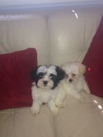 Lhasapoo Puppies for sale in Columbus, OH, USA. price: $600