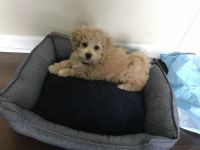 Lhasapoo Puppies for sale in Minneapolis, MN, USA. price: $1,500