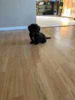 Lhasapoo Puppies for sale in National City, CA, USA. price: $800