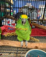 Lilac Amazons Birds for sale in Allison Park, Pennsylvania. price: $1,000