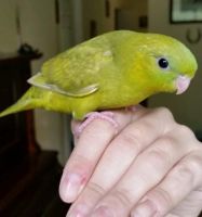 Lineolated Parakeet Birds for sale in Seattle, WA, USA. price: $275