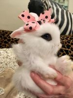 Lionhead rabbit Rabbits for sale in Knoxville, TN, USA. price: $75