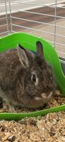 Lionhead rabbit Rabbits for sale in Rineyville, KY 40162, USA. price: $50
