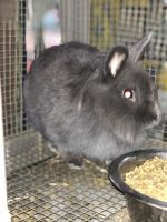 Lionhead rabbit Rabbits for sale in 22909 Nutall Rise Rd, Lamont, FL 32336, USA. price: $100