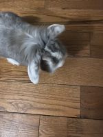 Lionhead rabbit Rabbits for sale in 3675 E Broad St, Whitehall, OH 43213, USA. price: $200