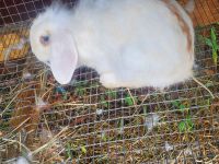 Lionhead rabbit Rabbits for sale in Gaffney, SC, USA. price: $60