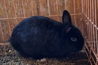 Lionhead rabbit Rabbits for sale in Morganton, North Carolina. price: $30