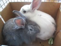 Lionhead rabbit Rabbits for sale in Pikesville, Maryland. price: $125