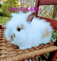 Lionhead rabbit Rabbits for sale in Inverness, Florida. price: $50
