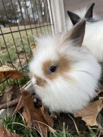 Lionhead rabbit Rabbits for sale in Fort Wayne, Indiana. price: $35