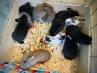 Lionhead rabbit Rabbits for sale in Greenville, South Carolina. price: $45