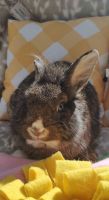 Lionhead rabbit Rabbits for sale in Richlands, North Carolina. price: $40