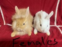 Lionhead rabbit Rabbits for sale in Chesterfield, Virginia. price: $75